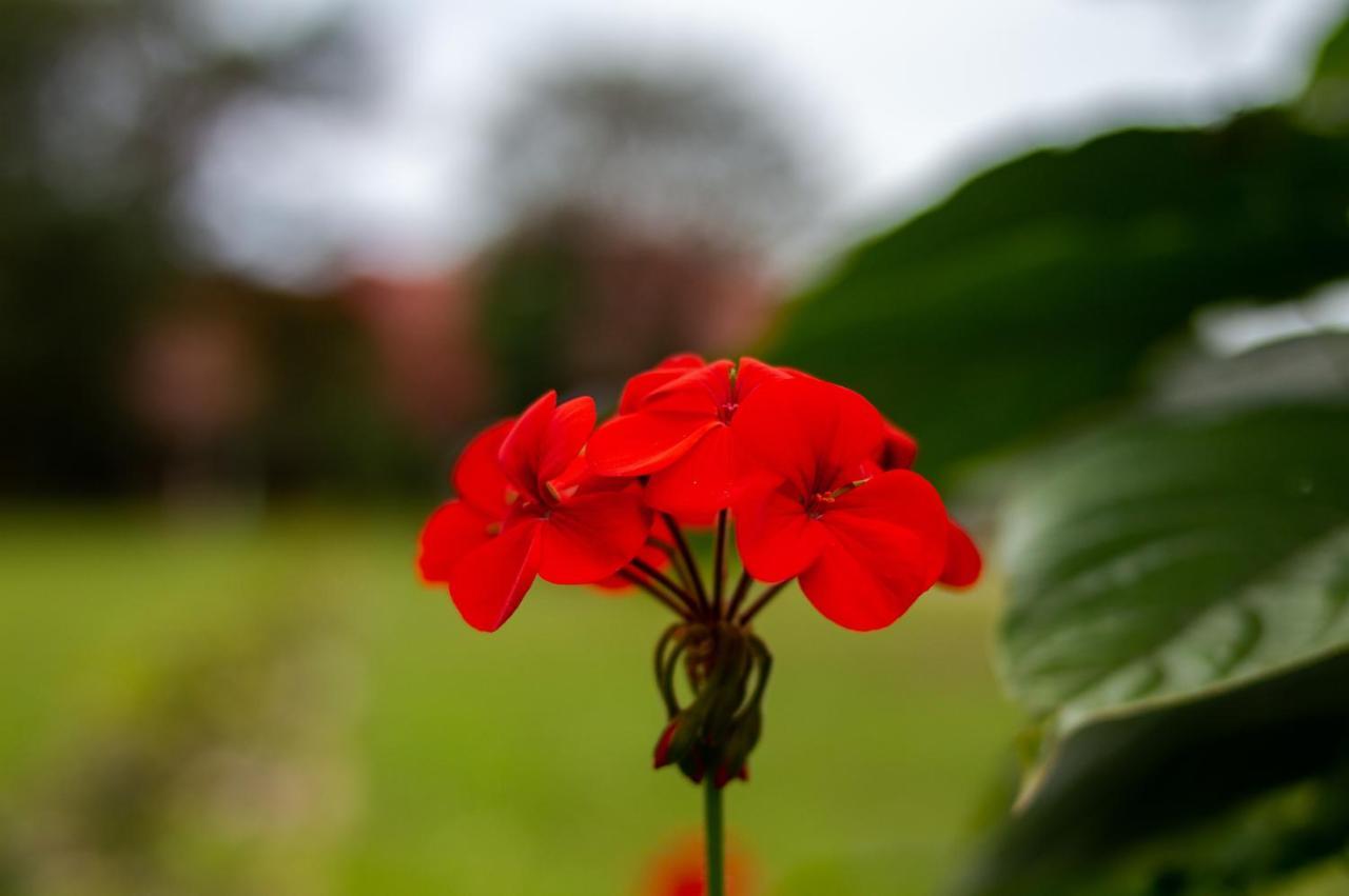 Pousada Rio Vermelho フロリアノポリス エクステリア 写真